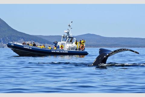 Croisière baleines